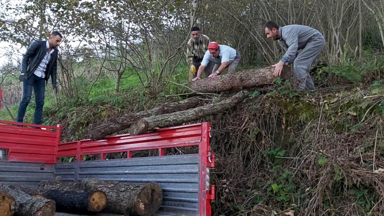 Orman dan odun taşıma teknikleri,Cılgın Trabzon'lular.