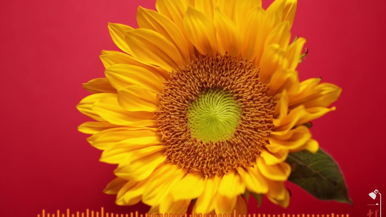 一灯花 - 太陽を宿したひまわり｜Sunflowers on Red