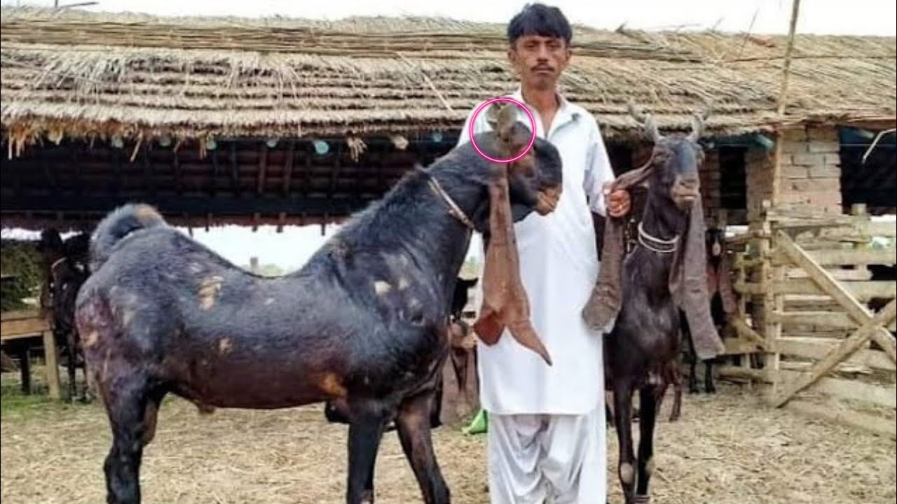 27 Lakh ki Kamori Bakri | Rare and Most Expensive Kamori Goats