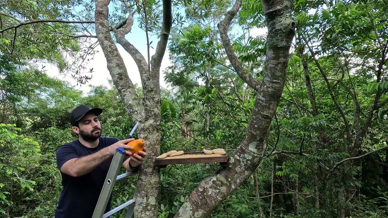 4k Comedouro para pássaros | Mata Atlântica EP.15