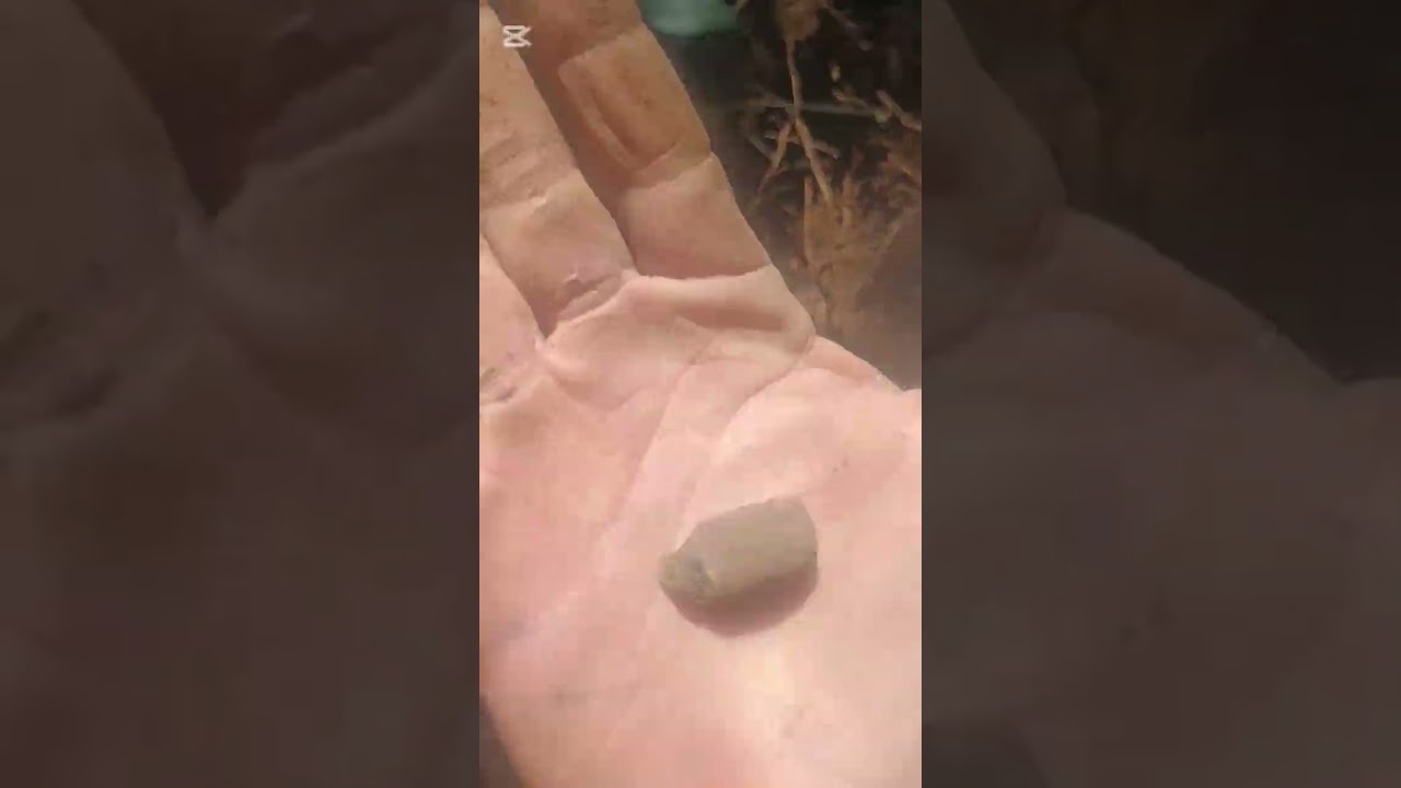 #metaldetecting