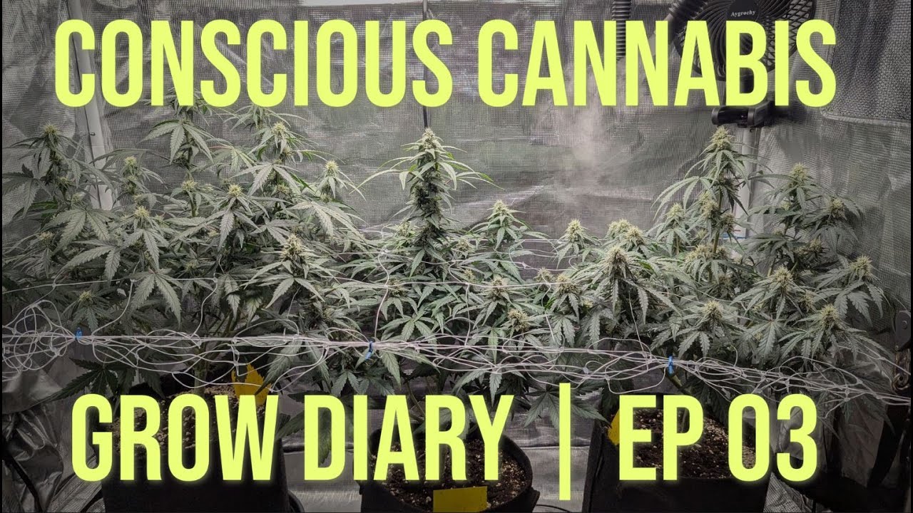 Royal Creamatic Auto | Grow Diary | Week 7 & 8 | Insect Invasion | EP03