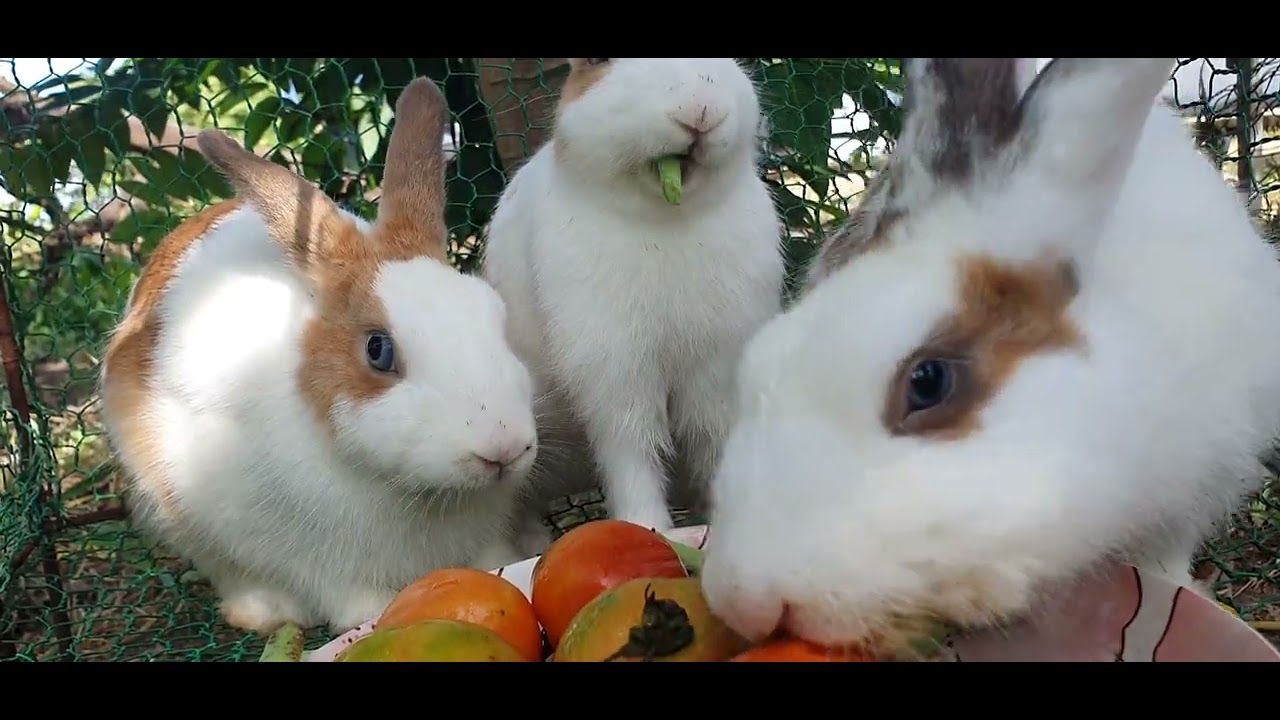 Rabbit life in the countryside