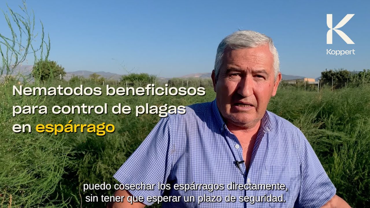 Nematodos beneficiosos: control biológico de plagas en espárrago.