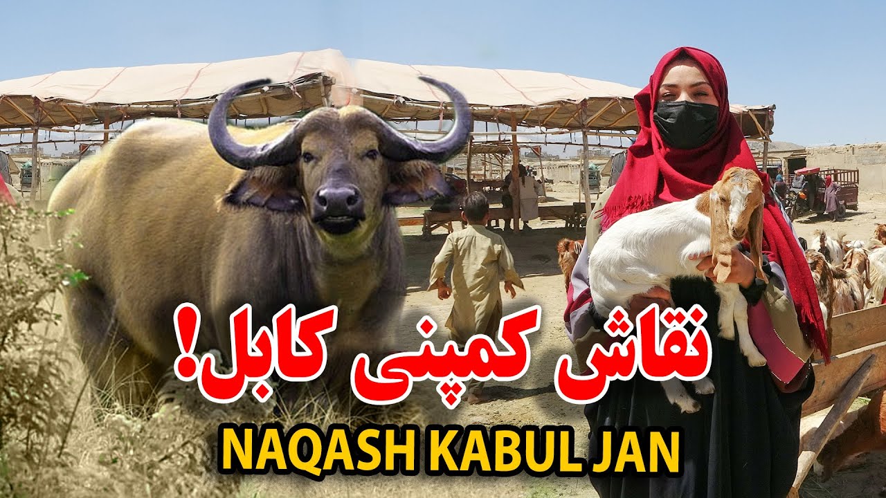 گزارش نیلاب رشیدی از کاهش چشمگیر قیمت گاو٫ گوسفند در نقاش کمپنی کابل