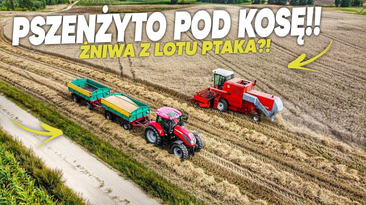 PSZENŻYTO pod Kosę!🌾NIEMENÓWKA#58