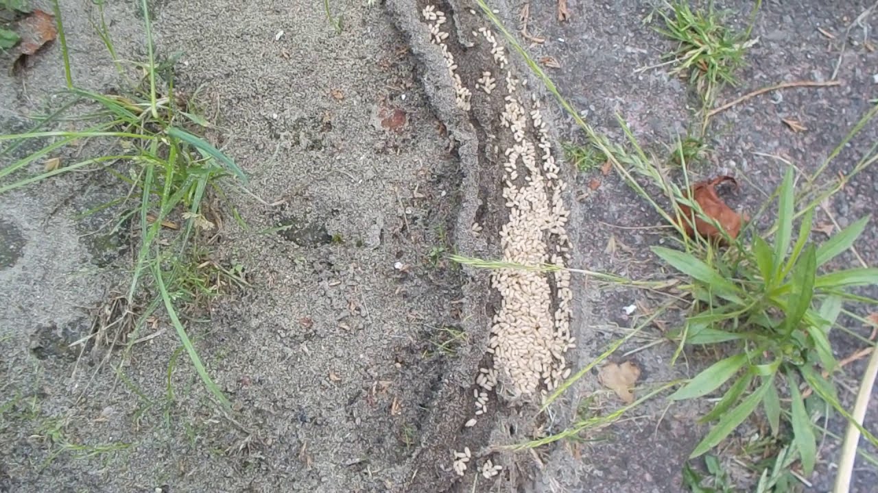 Nature: Mieren kolonie en hun eieren. Hoe mieren werken, en hoe sterk ze zijn! Lees ook de info :-)