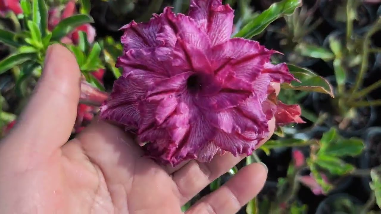 Rosa do deserto pequi , filó e uma conversa para descontrair 🥰🌺🌻