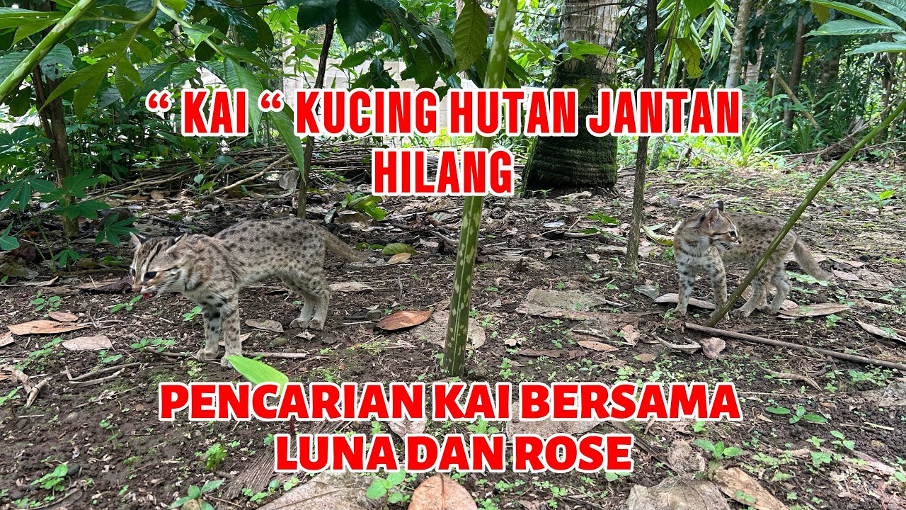 KUCING HUTAN JANTAN HILANG 😌😭 KAI SUDAH 1 MINGGU LEBIH NGGA PULANG ❗️