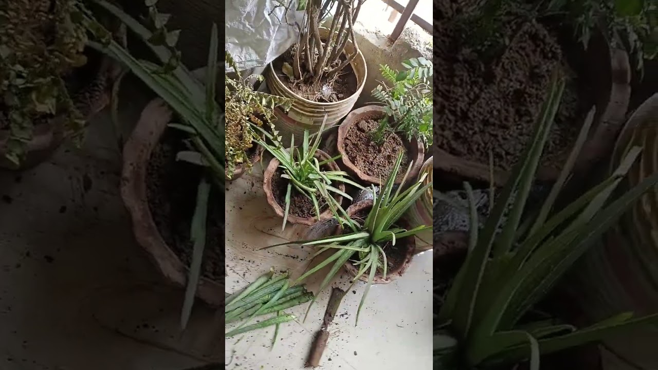 Wow! Itna Dher Saara Aloe Vera