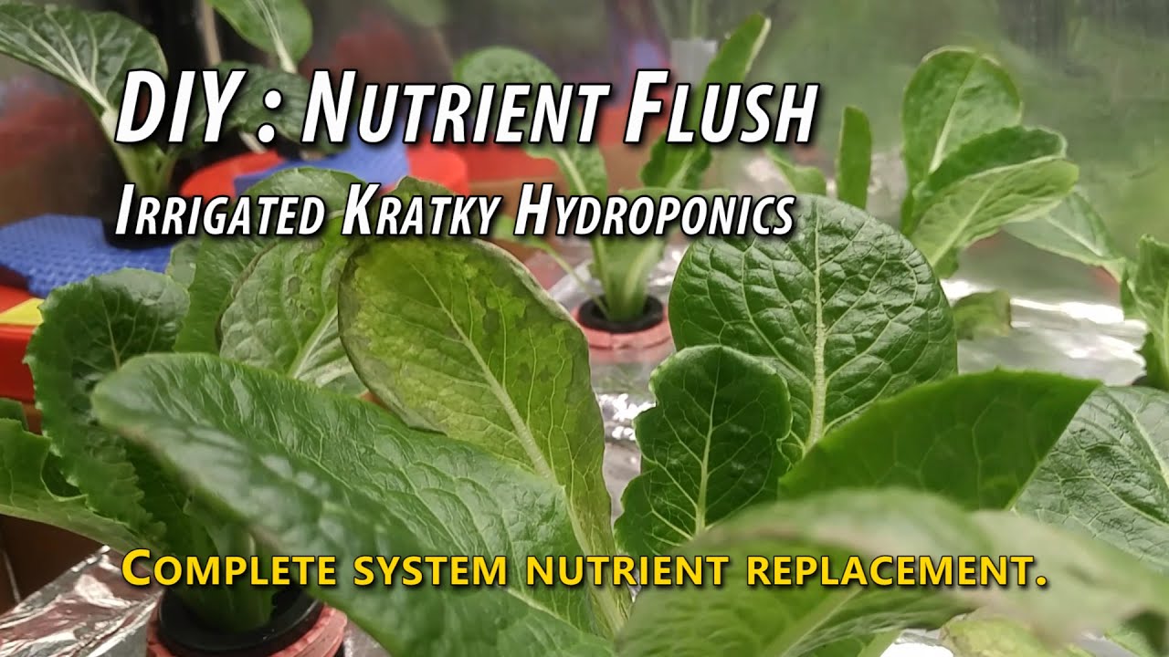 DIY: Irrigated Kratky Hydroponics For Lettuce - First Full Nutrient Flush. Algae & Components Check.