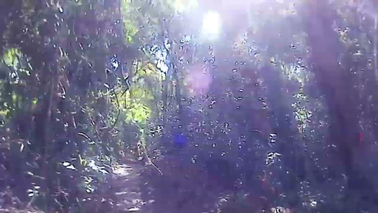 Cairns Cycling Palm Cove to Ellis Beach (via Wangetti Trail)