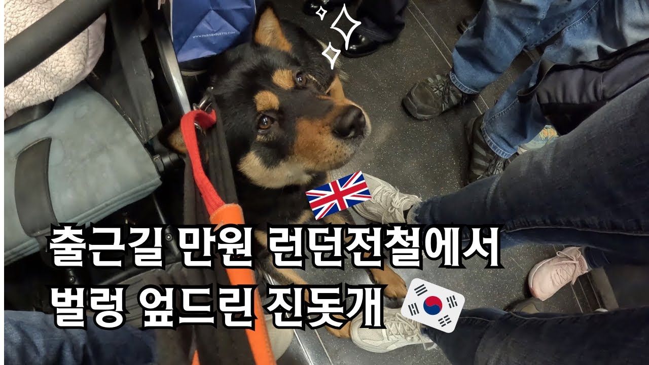 런던전철🇬🇧 출근길에 이미 적응된 한국진돗개