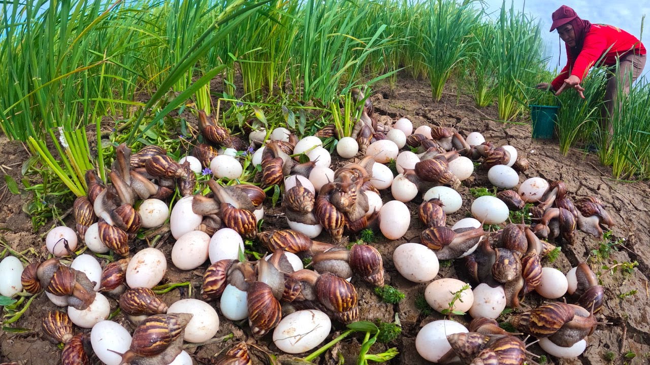 Amazing Snail Harvest: Finding Thousands of Giant Snails in the Countryside