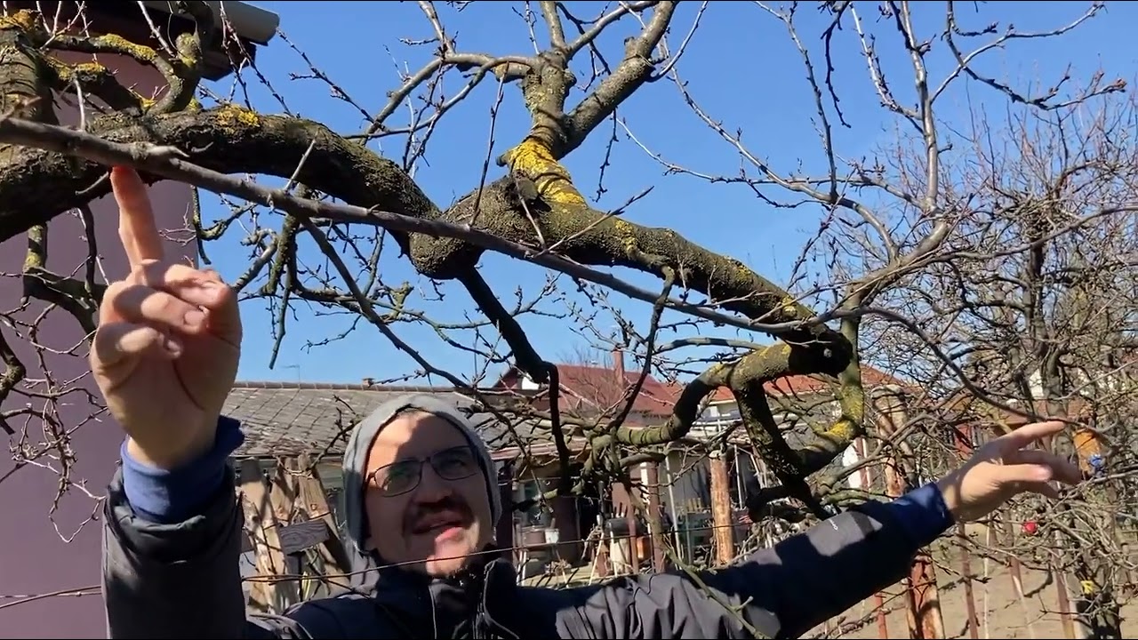 Idős szilva metszés másodjára, 2023. március