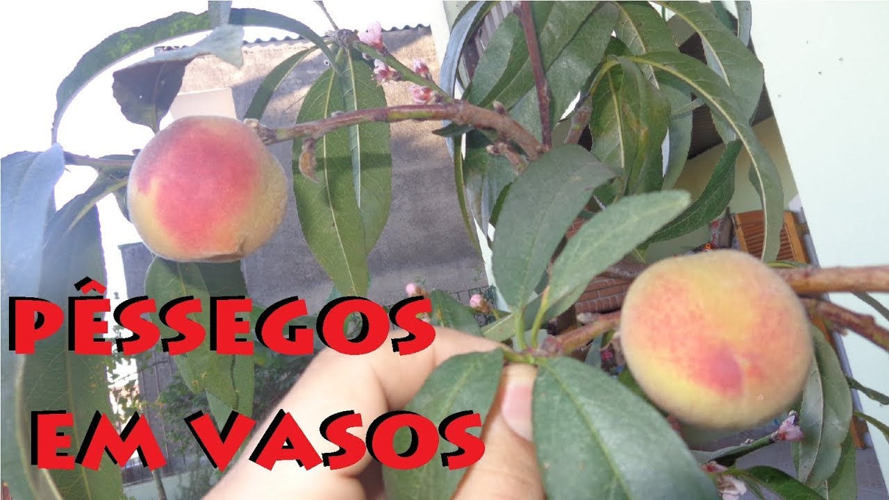 Como Cultivar Pêssegos em Vasos
