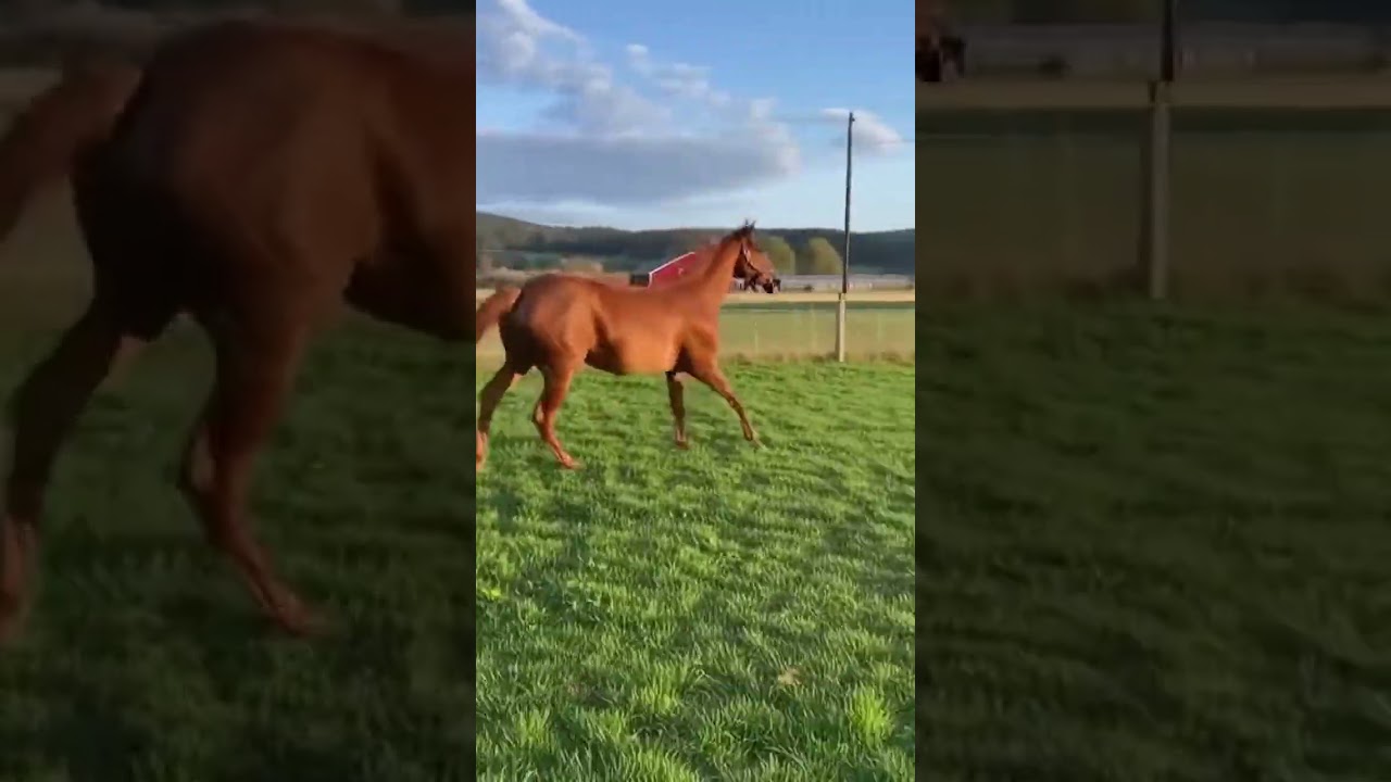This Horse is BROKEN #helpmemakethismakesense #shorts #funny #fypシ