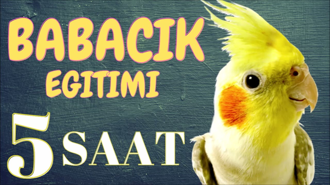 BABACIK Sultan Papağanı Konuşma Eğitimi  5 SAAT
