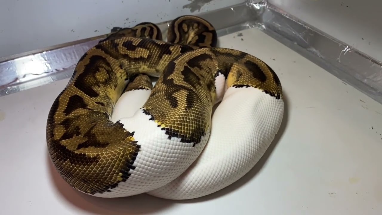 Python regius pastel piebald