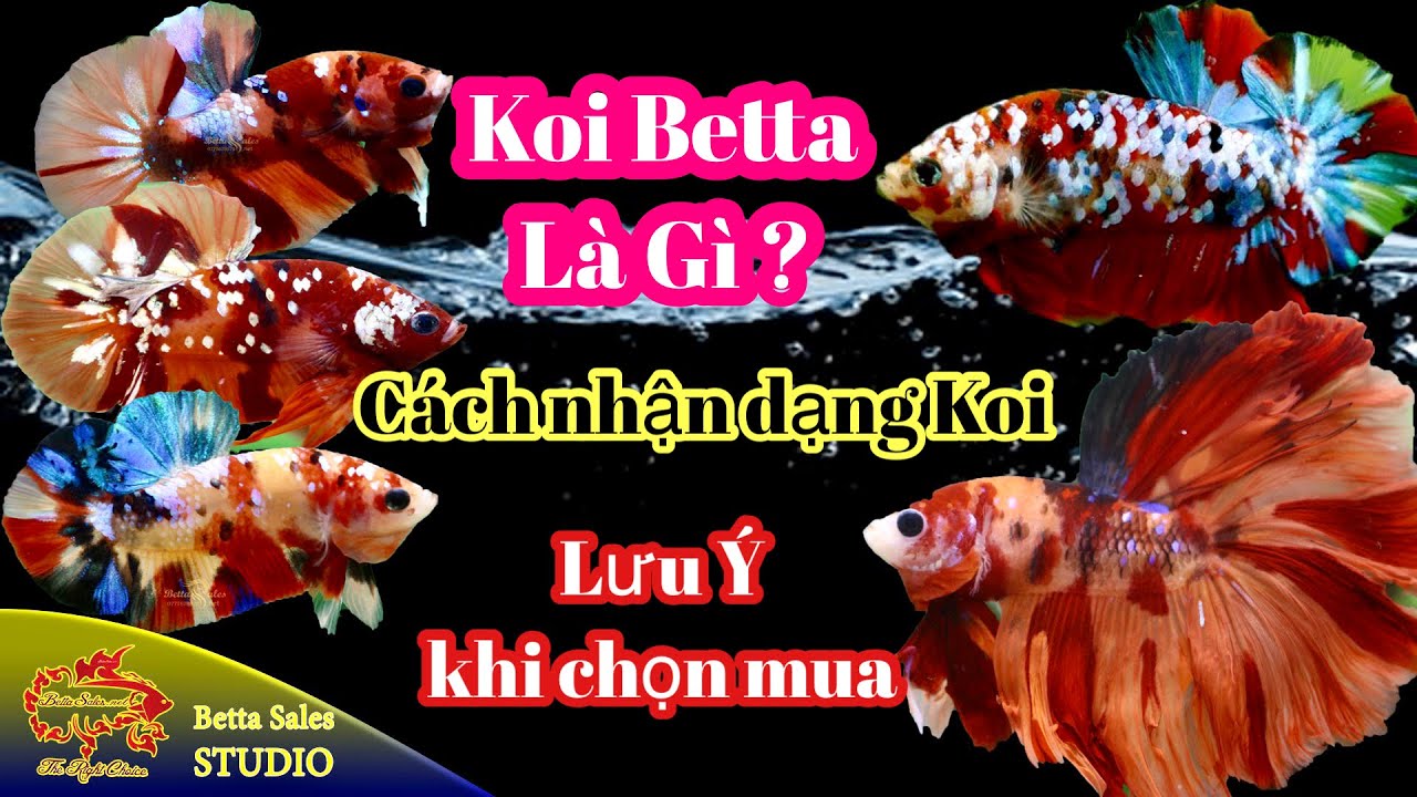 Koi Betta Là Gì ? Cách Nhận Dạng Koi | Lưu Ý Khi Chọn Chơi Koi Betta #cabetta #bettashop #koi