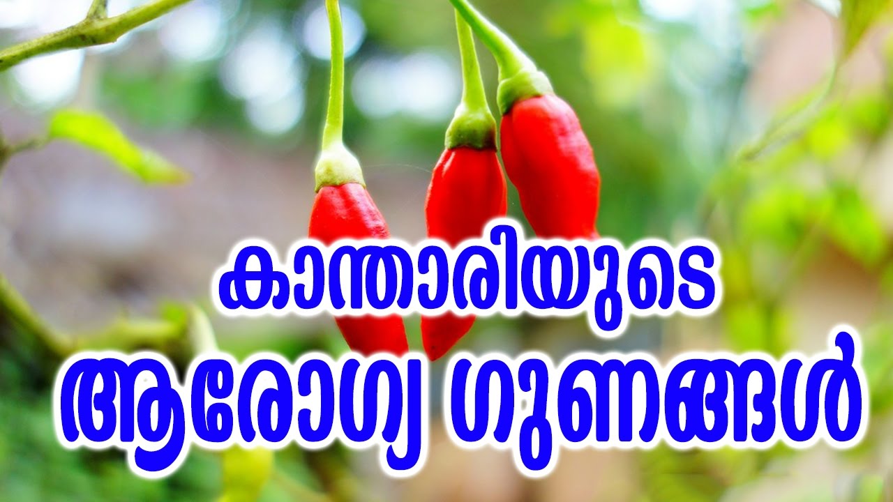 കാന്താരിയുടെ ആരോഗ്യഗുണങ്ങൾ  | TASTY WORLD | KANTHARIYUDE AROGYA GUNANGAL