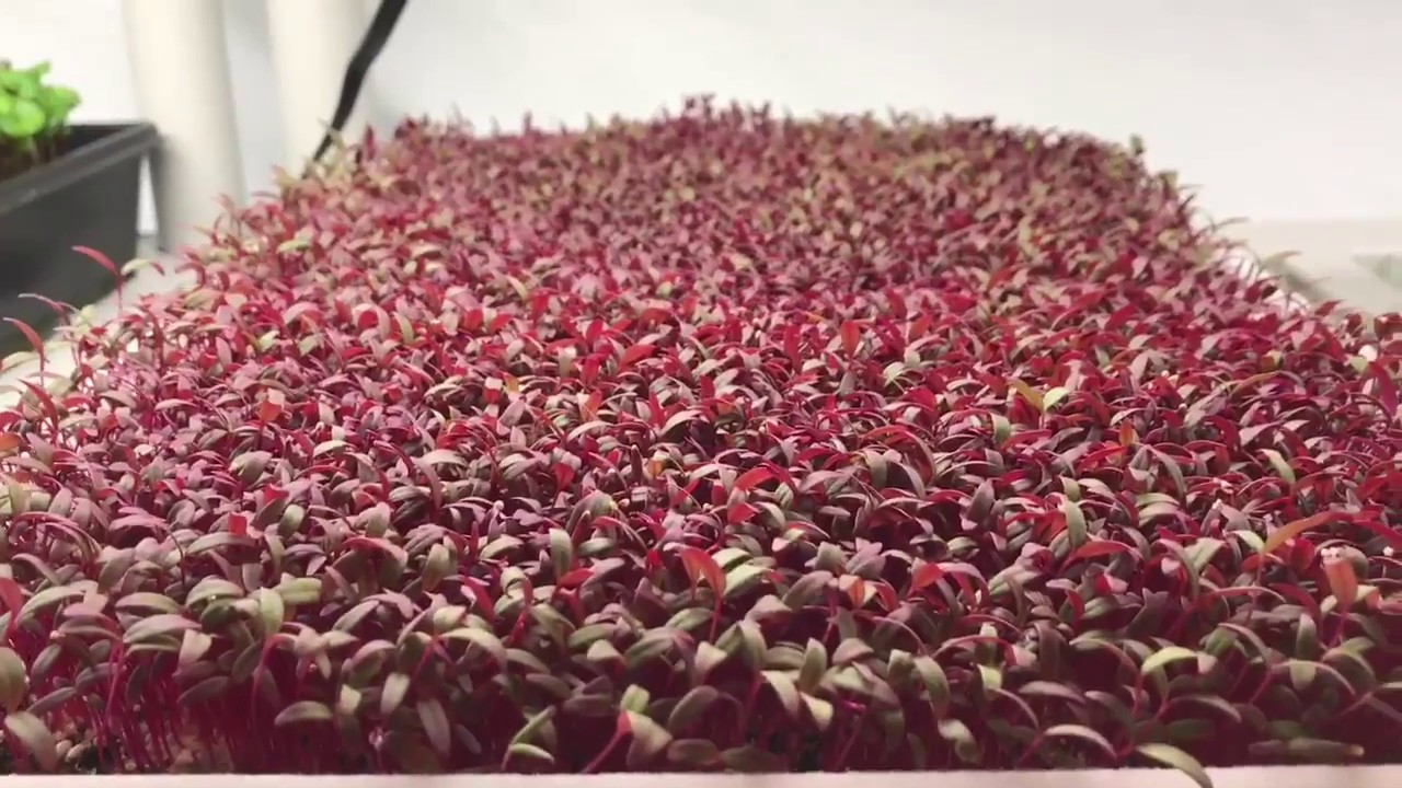 Lighting for Microgreens