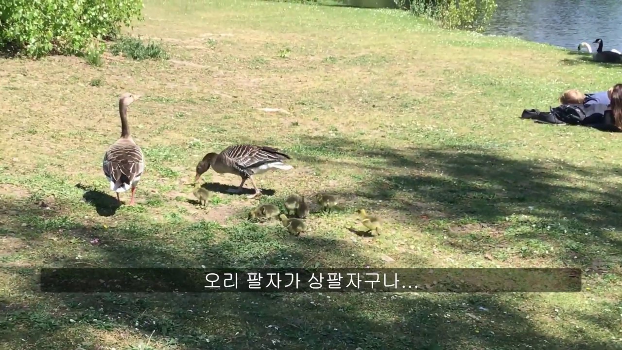 독일직장인Vlog EP2: 흔한 독일의 공원 산책