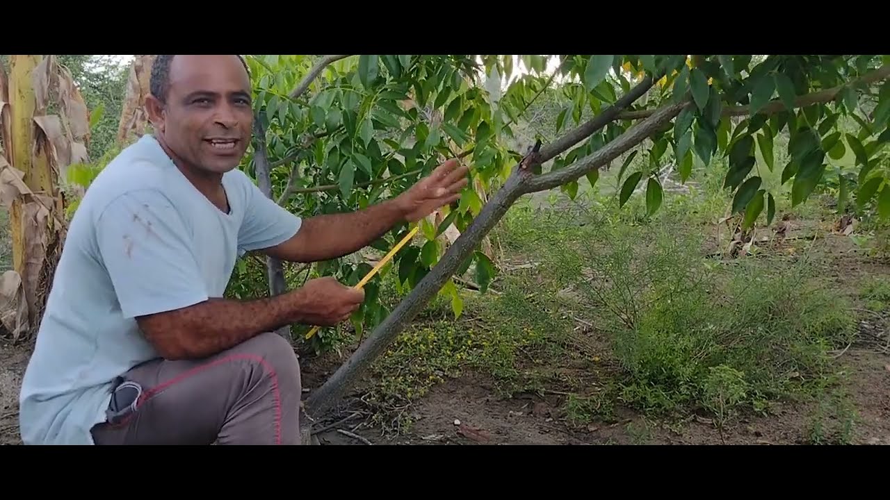 como fazer muda de umbú para produzir em pouco tempo.