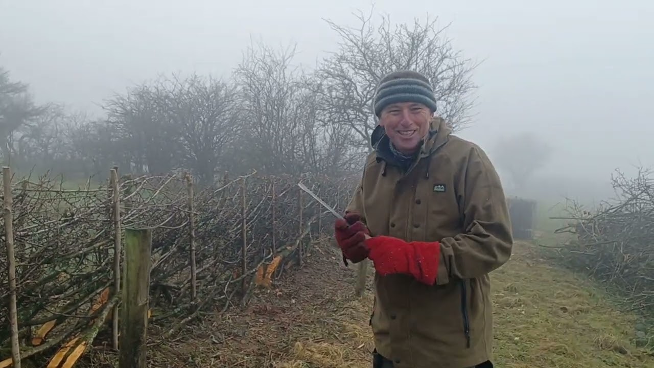 Hedgelaying Superhero in the Mendips