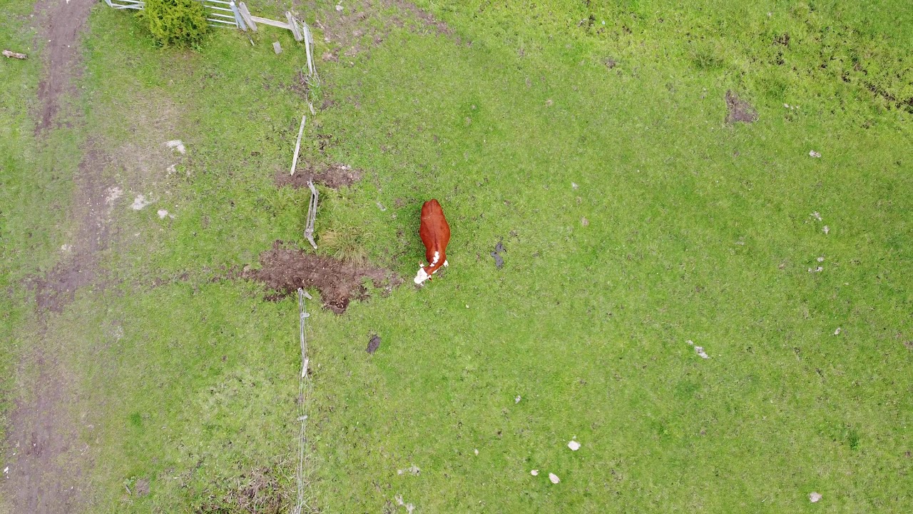 Cow Rocket shot