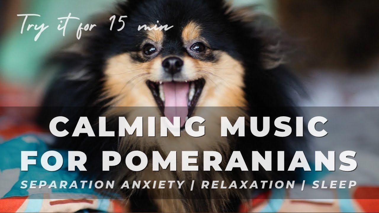 Pomeranian Calming Music for Separation Anxiety, Sleep, Relax & Soothe Your Dog | Stop Barking