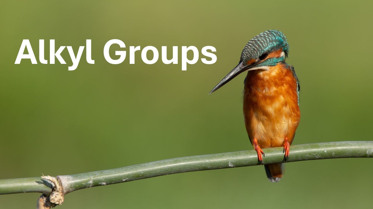 Alkyl Groups Explained