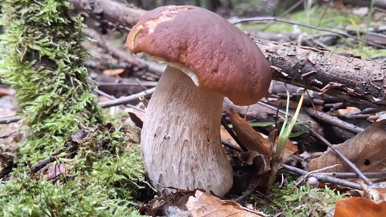 Piękne borowiki szlachetne i wielki wysyp podgrzybków! grzyby 2024 (październik 2024)