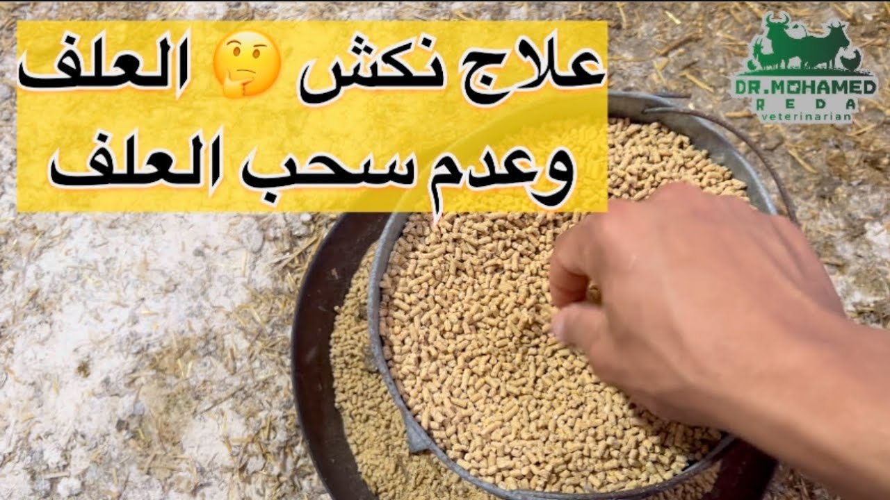 سحب العلف عند الفراخ 🐔 قليل ⬇️ وفراخك بتنكش في العلف ⁉️ العلاج سهل مع ✅