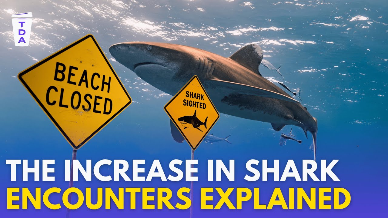 Why are there so many shark attacks right now? | The Daily Aus
