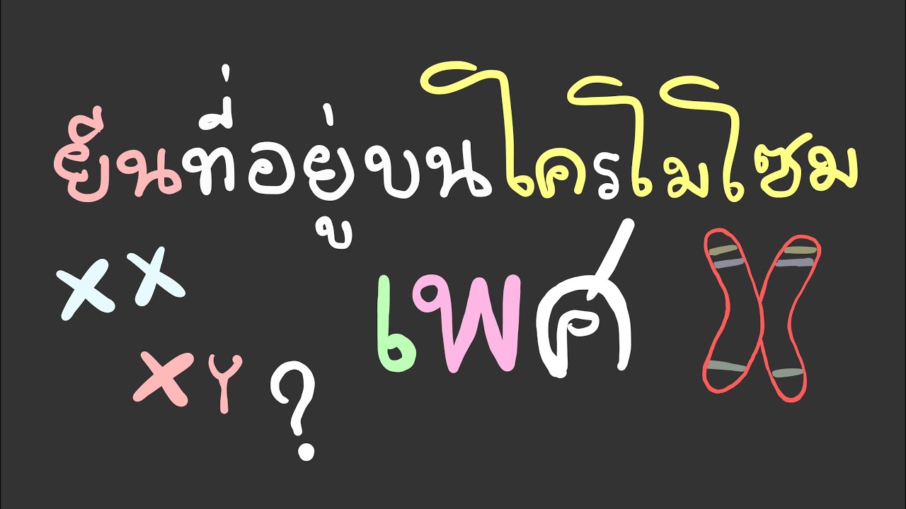 สรุป การถ่ายทอดลักษณะทางพันธุกรรม ม.4 เทอม 2  ep.4 (ยีนที่อยู่บนโครโมโซมเพศ)