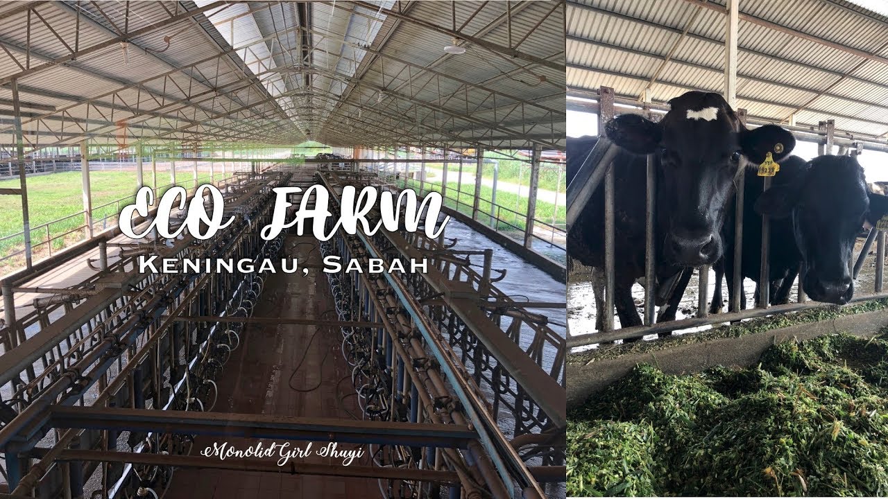 Vlog54 - Eco Farm @ Keningau Sabah || Shu Yi
