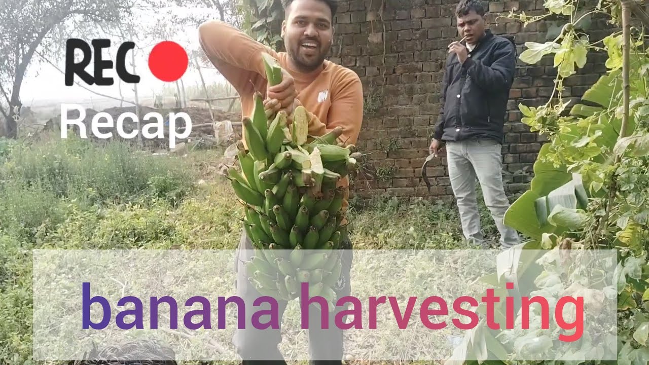 banana harvesting 🍌 vlogs