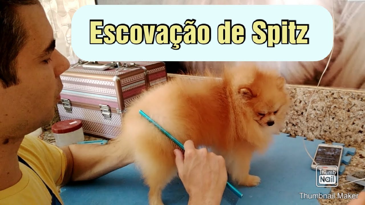 Como escovar um  Spitz