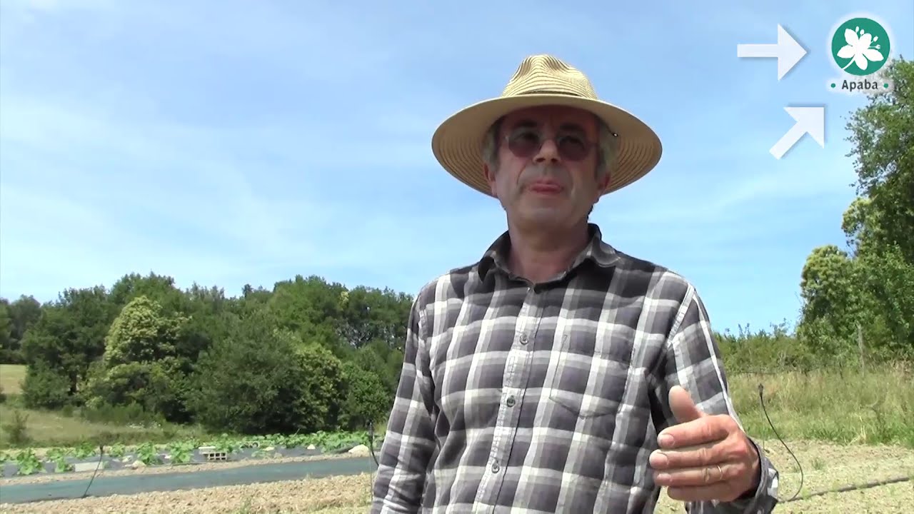 Comment s'adapter face à la mouche du poireau ? - EcoPhyto Apaba 2018