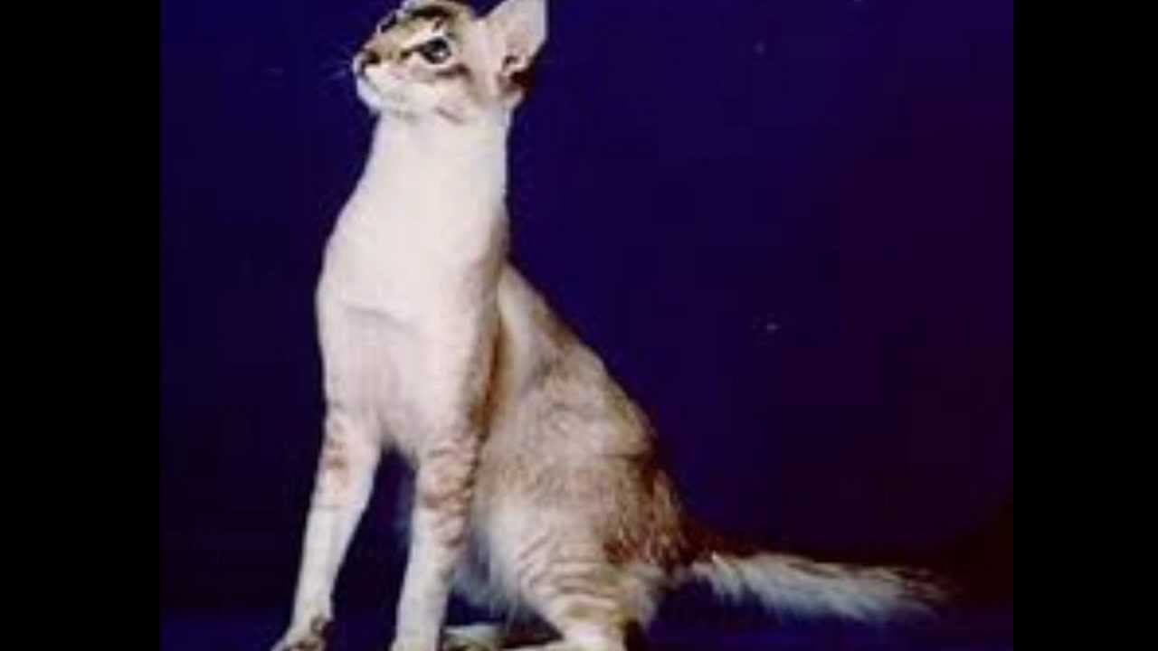 JAVANES