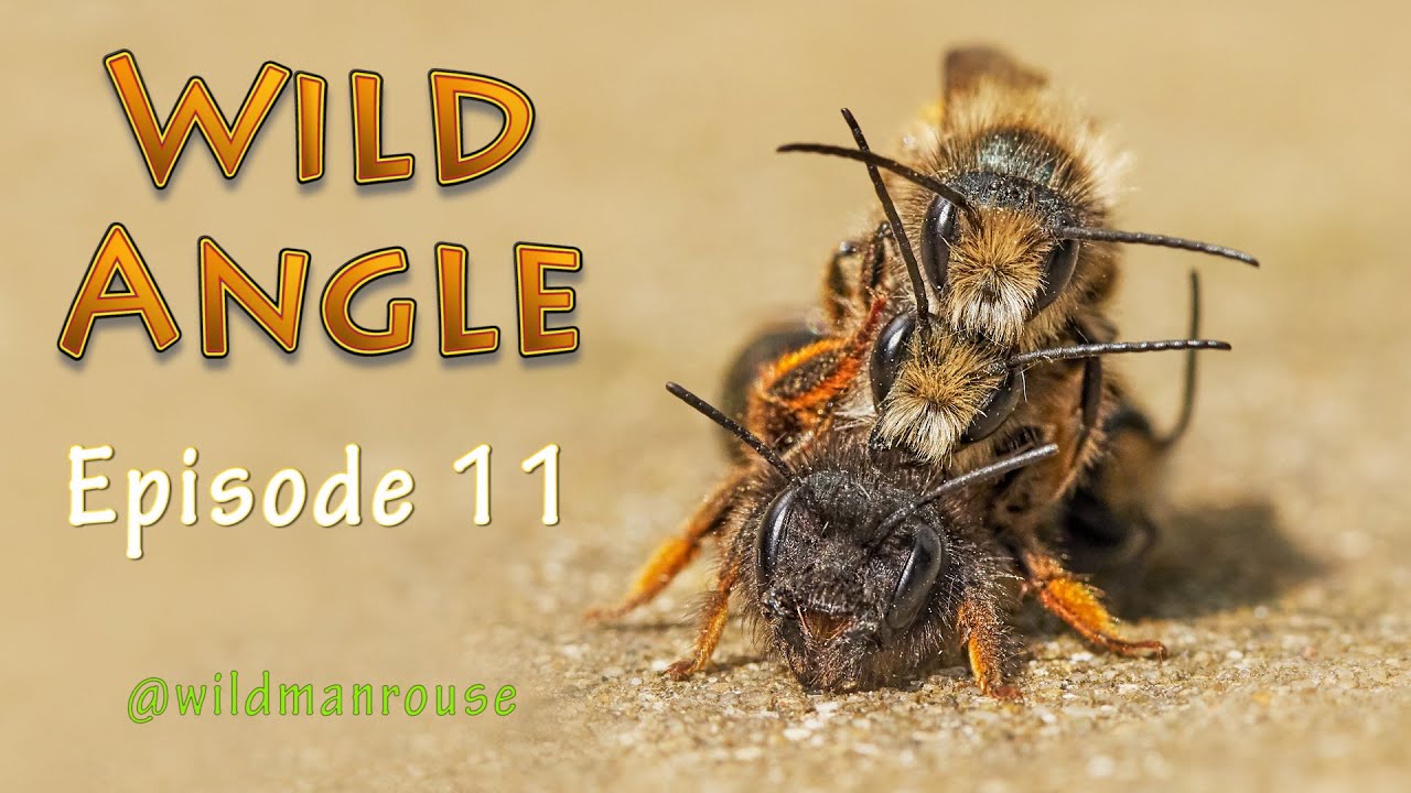 Wild Angle Episode 11 by @wildmanrouse