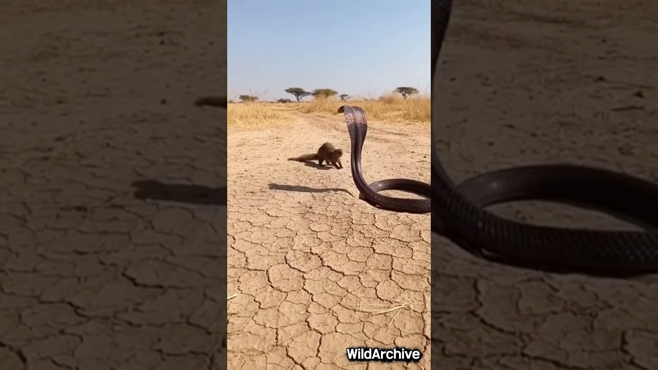 Nature's Rivalry#WildArchive#shorts