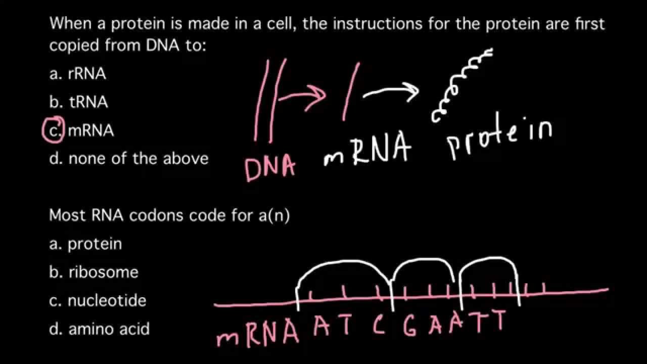How proteins are made?