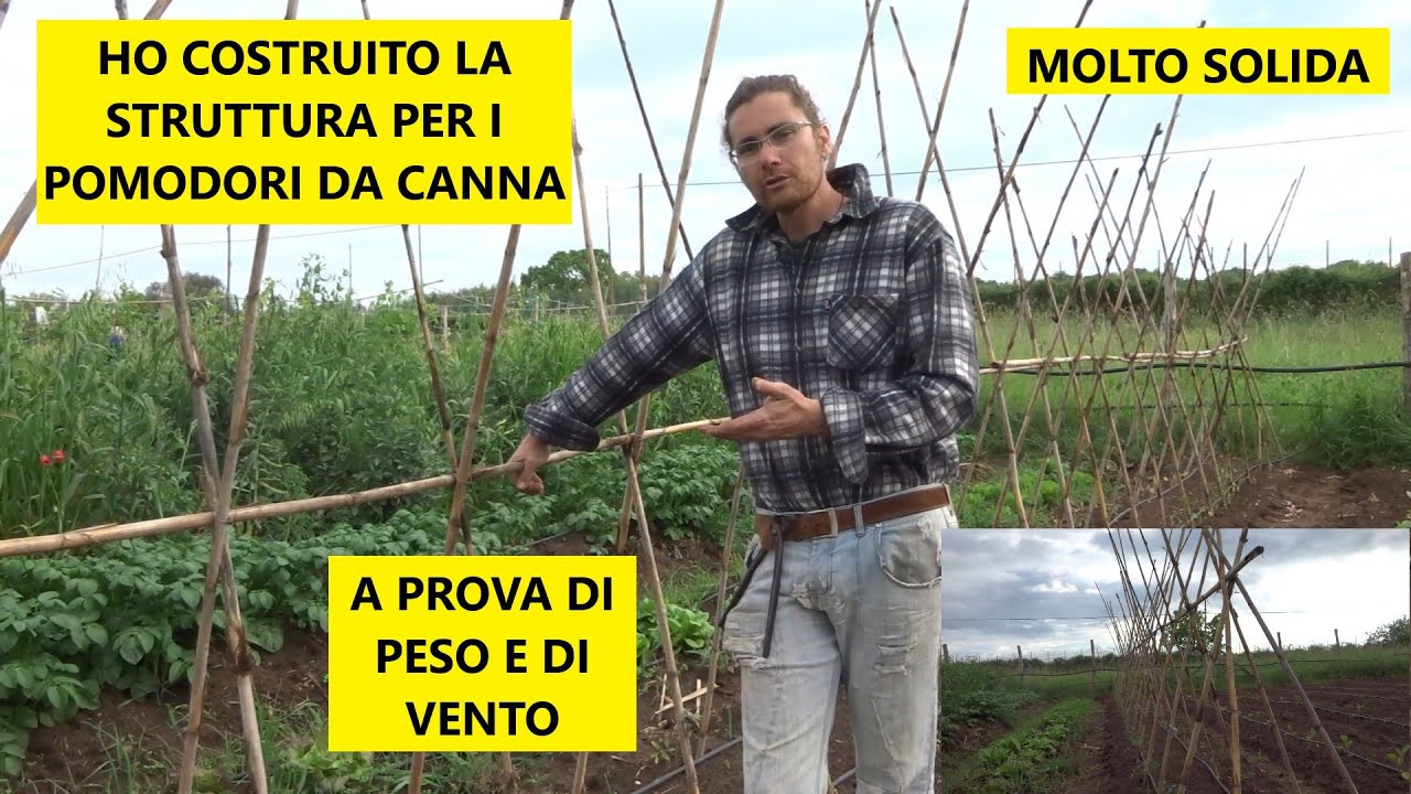 🍅 Come costruire una struttura per pomodori da canna (coltivare i pomodori) 🍅 | Tutorial Agricoltura