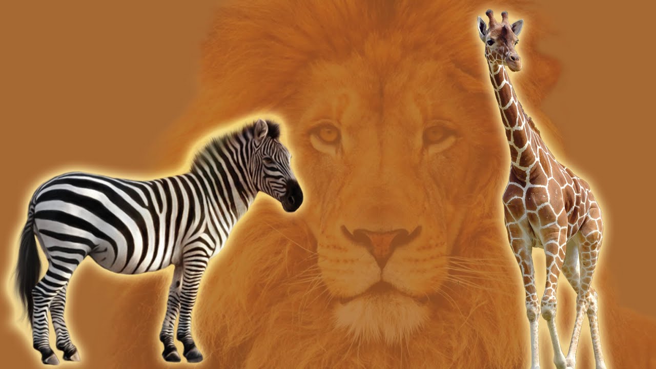 Animals of the Tropical Grassland Biome 🦁 Lion, Elephant, Giraffe, Cheetah, Zebra...