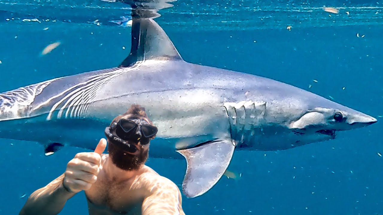 🇹🇹 Face to Face with a Mako Shark - Tobago Day 1
