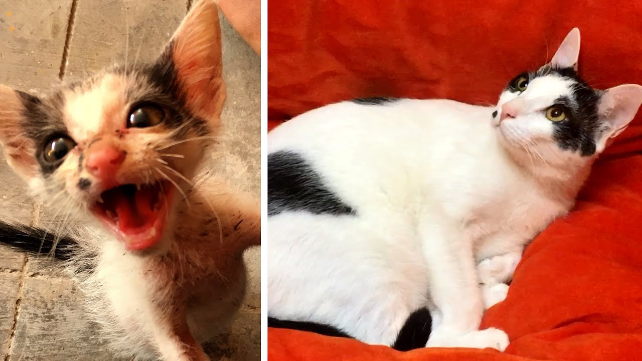 Rescuing a terrified abandoned Kitten - The transformation will amaze you!