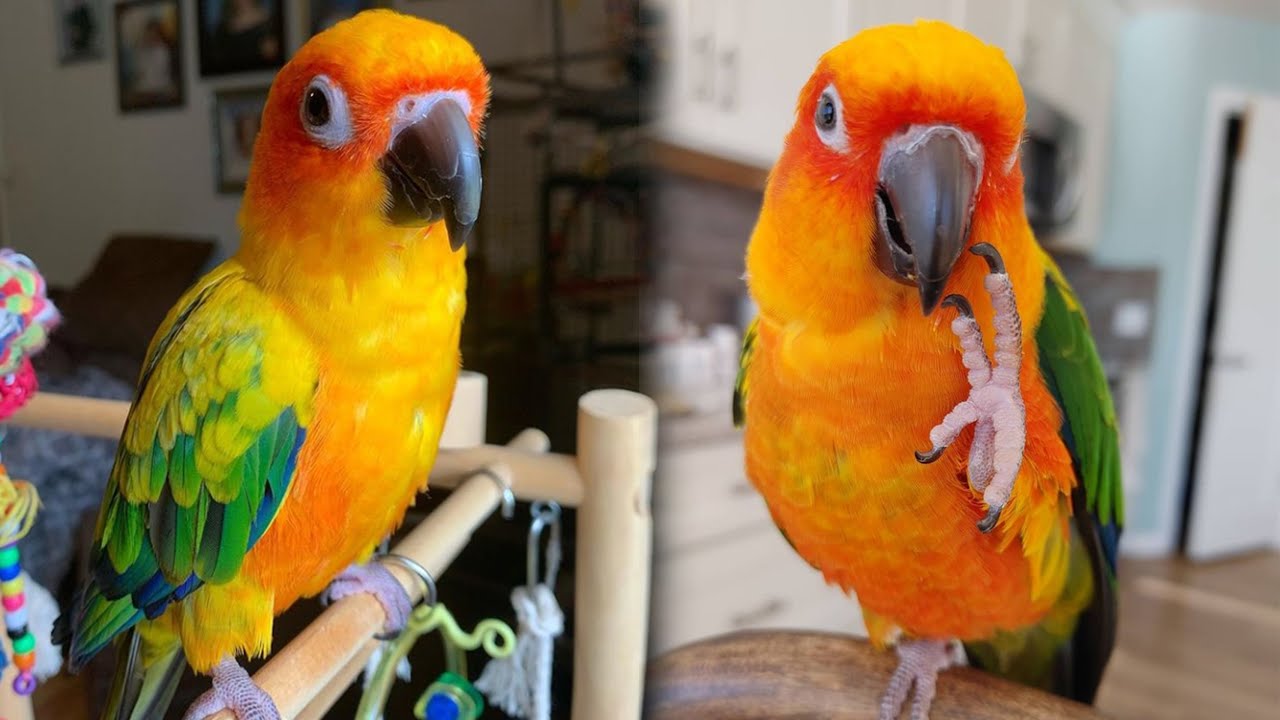 Jenday Conure Talking | Jenday Conure Sounds | Jenday Conures | Jandaya parakeet Singing