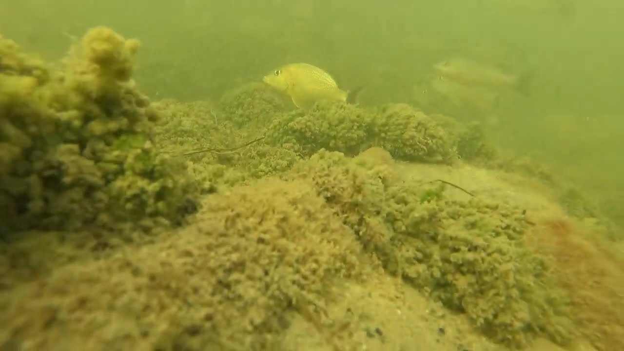 What's under Alabama Jacks in the Florida Keys